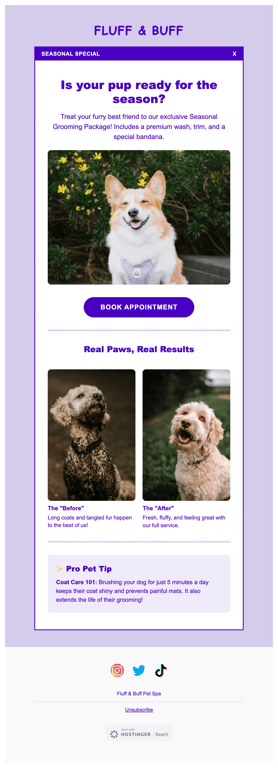 Purple pet grooming seasonal offer newsletter