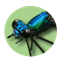 Damselfly